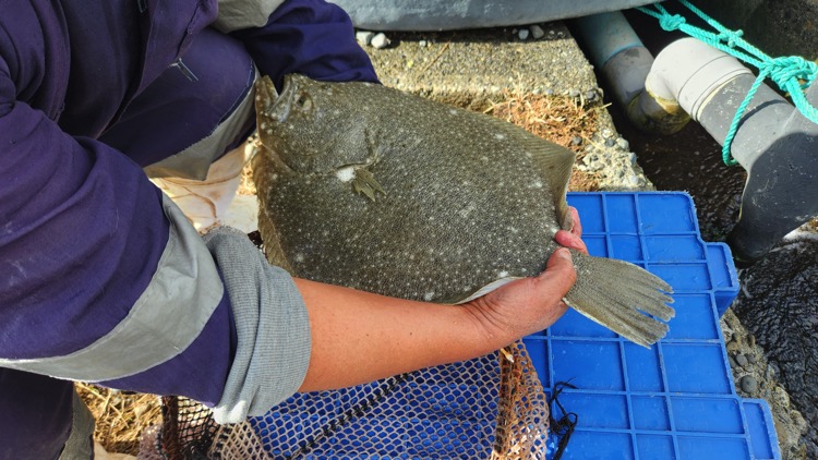 Turbot2.jpg
