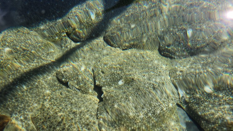 Turbot14.jpg