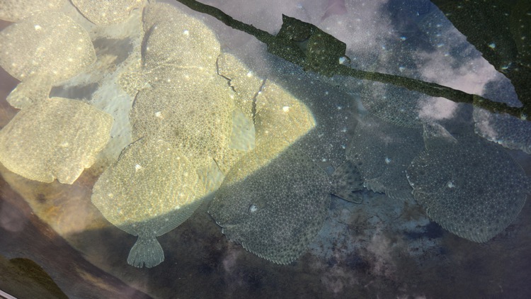 Turbot15.jpg