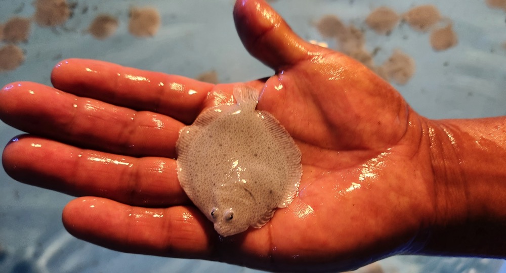 Turbot20.jpg