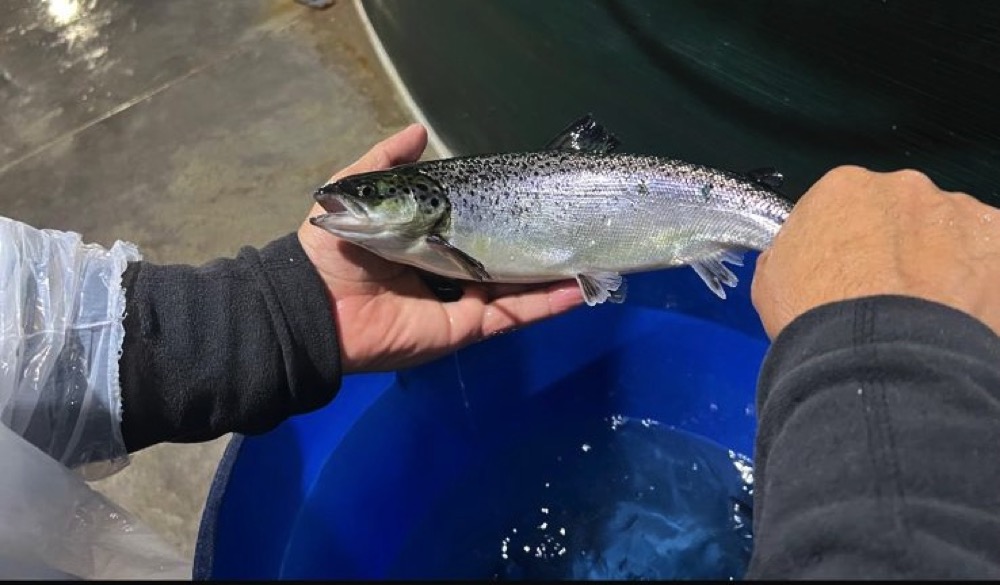Smolt1.jpeg