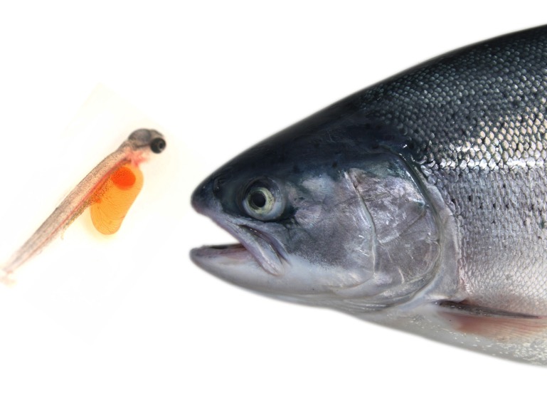 Aquagen03.jpg
