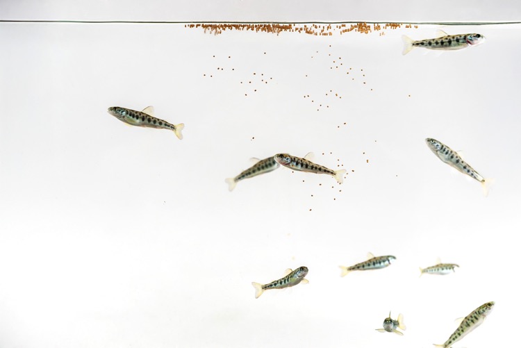 BIOMAR6.jpg