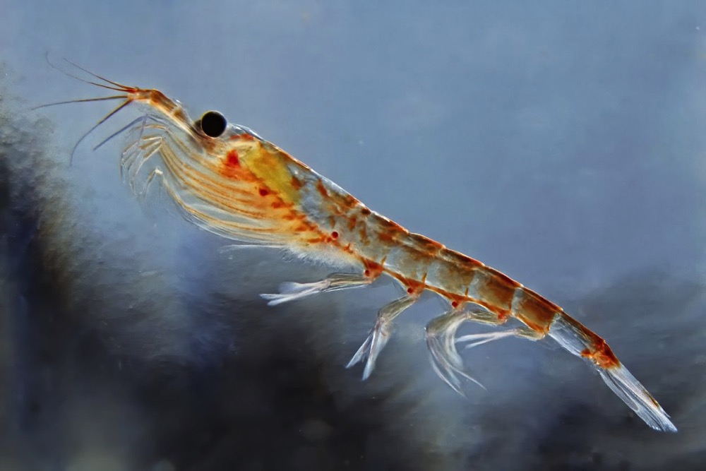 Krill.jpeg