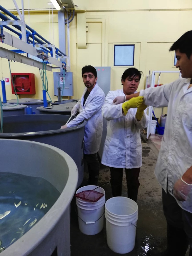 6 Muestreo TAI en Hatchery UCT.jpg