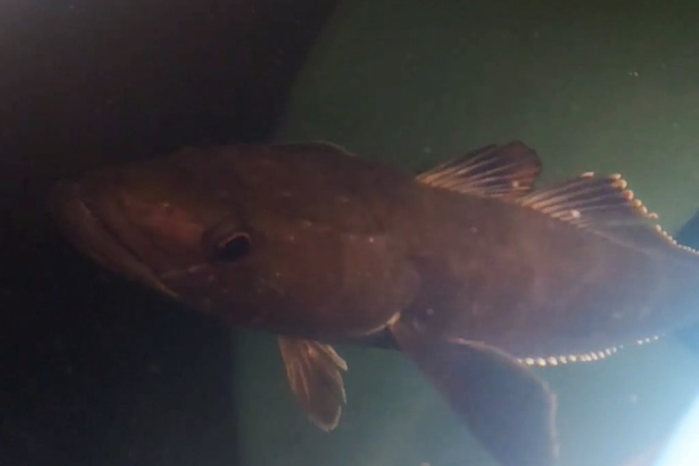 Bacalao-3.jpg