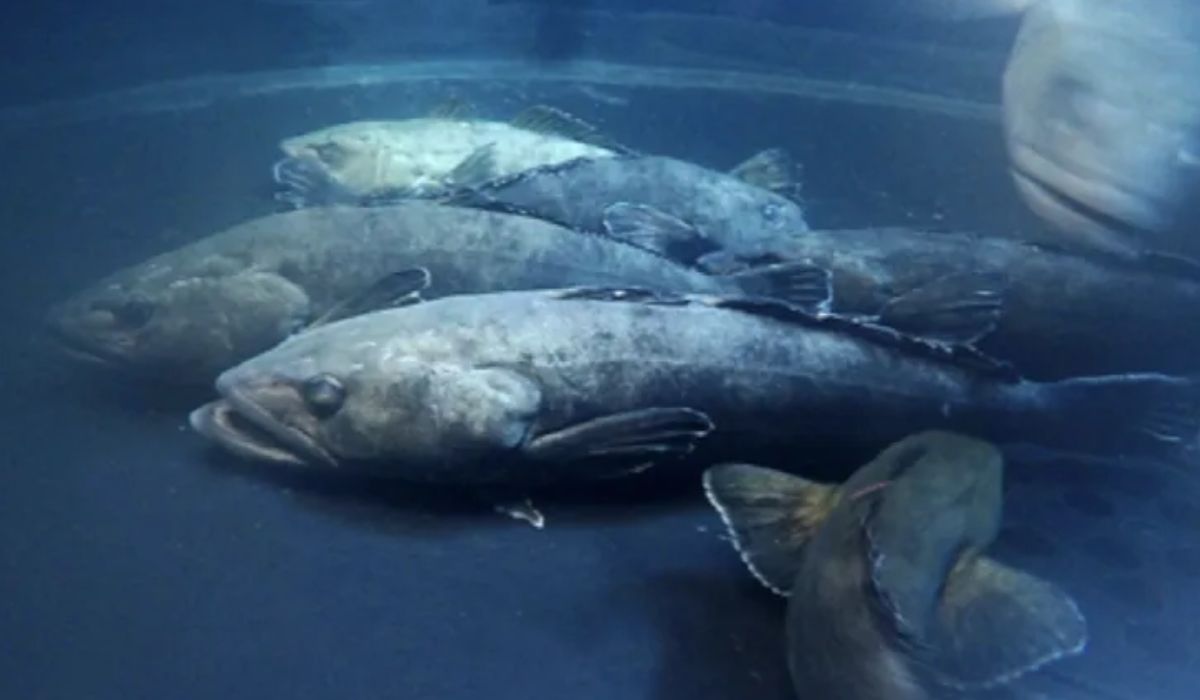 BacalaoDeProfundidad.jpg